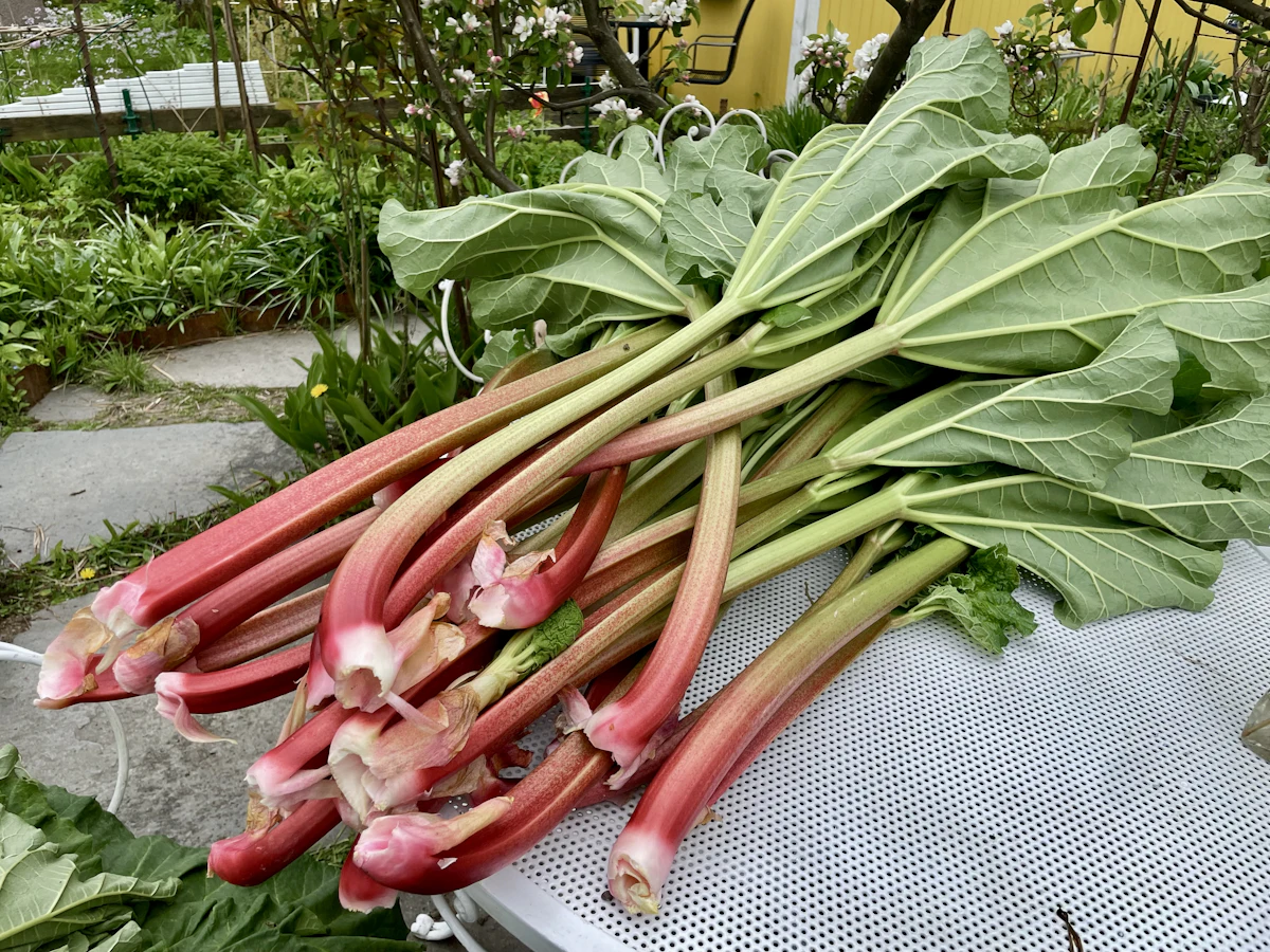 Zwetschgenkuchen in einer Springform, bestreut mit Zimtzucker, auf einem karierten Küchentuch neben einer Schale mit frischen Zwetschgen